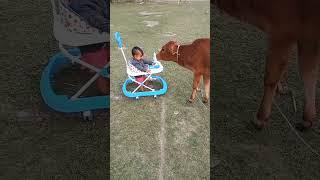 Baby Cow Videos #shorts #cow #tiktok