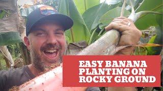 Planting Bananas on Lava Rock in Hawai'i