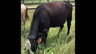 Grazing cover crops in the Georgia Piedmont