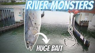 Catching BRIDGE RIVER MONSTERS (BIGGEST FISH OF MY LIFE) EP.5 THE TREASURE COAST