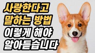 강아지에게 사랑한다고 표현하는 방법 6가지