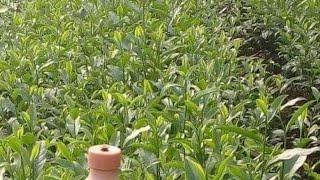 thăm vườn chè xanh sạch đẹp và bờ sông Cầu Thái Nguyên