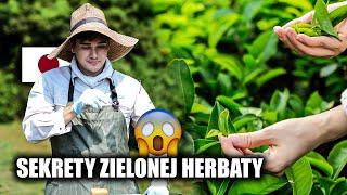 UPRAWIAM ZIELONĄ HERBATĘ W JAPONII