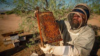 The Art and Science of Beekeeping | PARAGRAPHIC
