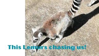 Pigs, Iguana, Meerkat, Lemurs Python, lizard, Birds @okiddotv