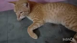 Funny Cat Video  | My Lovely Cat | Thrisha Channel 