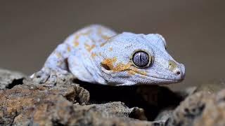 gargoyle gecko fedding gekon gargulcowy karmienie