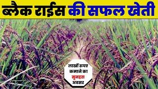 काले चावल की खेती | Black Rice Farming | kale chawal ki kheti | dhaan ki kheti