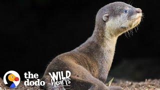 Otter’s Family Has Sweetest Reaction When They Reunite With Lost Baby | The Dodo Wild Hearts