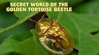 Secret World Of The Golden Tortoise Beetle