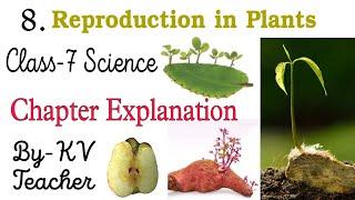 (P-2) Reproduction in Plants  / Class-7 SCIENCE NCERT Chapter-8 Explanation in हिंदी By-KV Teacher