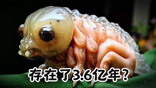 人类发现了存在于地球10亿年的动物（上集）