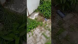 kangkong in the cement #vegetables #asmr #plants #grow everywhere #vegetarian
