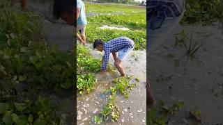 pahlibar hathose pakerliya itnisare machli(187) hindi fishing video || village fishing vlog ||