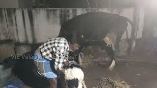 My Home Cow Natural Birth