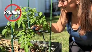 Why I STOPPED Pruning My Tomato Plants