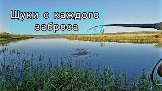 На эту приманку щуки начали клевать с каждого заброса. Ловля щуки в конце мая.