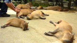 Scratching many capybaras with BBC Sherlock suite