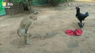 funny monkey trying to get his cloths anjali dailouge