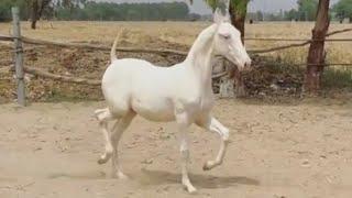 Tehsildar Stud Farm || #tehsildar #studfarm #whitestallion #nukrastallion #beststallion