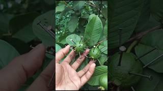 পিয়ারা টা পচে যাবে নাকি ভালো থাকবে #shorts #shortvideo