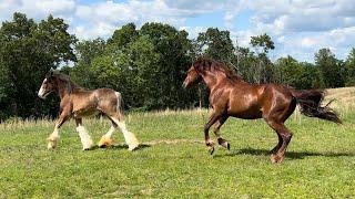 Will They Accept Her? - Our New Clydesdale Meets The Herd