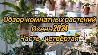 Обзор коллекции моих растений. Осень 2024. Часть четвёртая.