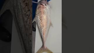 Sea Fish Cutting Short #shortvideo #fishcuting #fishcooking #kingfishcutting #fishcutting #fish