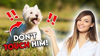 5 Things Only Westie Dog Owners Understand