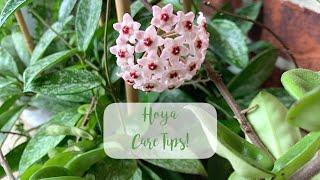 How to get Hoyas to Flower! | Hoya Care Tips