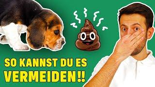 Warum frisst mein Hund Kot? - Tierarzt erklärt Gründe für Kotfressen