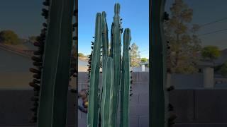 My Mexican Fencepost Cactus never fails to keep showing off! #mexicanfencepost #cactusjeff #cactus