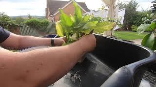 Potting up Bonsai Trees - Lets do Bonsai!!