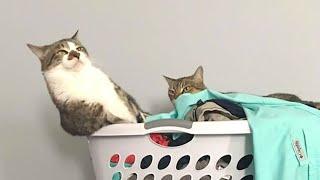 CATS make us LAUGH ALL THE TIME!  Best FUNNY CAT videos 2024