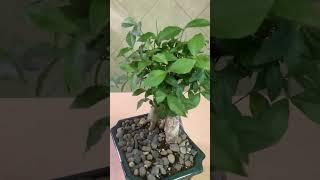 The Tropical Bonsai Inc. Ruby Apricot