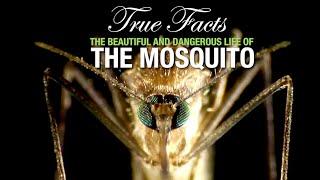 True Facts: The Mosquito