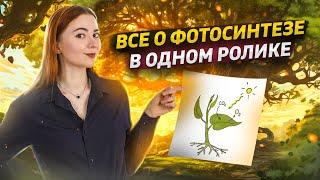 Фотосинтез: вся тема просто и понятно