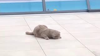 Sochi The Cat: Grasshopper for meal / s05.e03 HD