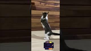 #cats #funnyvideo y