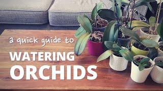 Quick & Easy Method of Watering Orchids