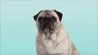 Advantix & Foresto - Comercial de TV - Propaganda com Pug