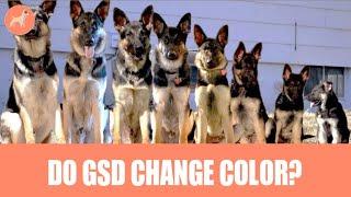 Do German Shepherds Change Their Colour As They Grow? (Complete Information)