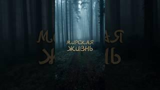 Мирская жизнь #аллах #напоминание #дуа