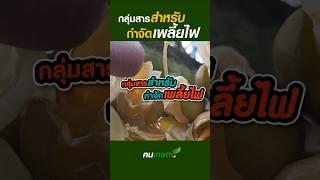 กลุ่มสารกำจัดเพลี้ยไฟ #ฅนเกษตร #เพลี้ยไฟ #สารกำจัดเพลี้ยไฟ