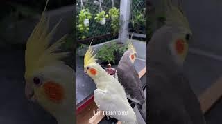 Lulu sings Happy Birthday to BiBi, Lulu’s girlfriend #birds #cutebird #cockatiel #parrot #cuteparrot