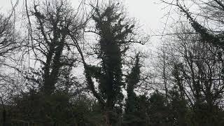 Magpies and Crows having a go at a bird of prey