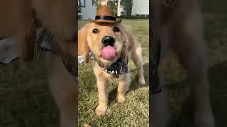 Look at this adorable golden retriever ️ Coco the Retriever Puppy ️ #shorts #viralshorts #trending