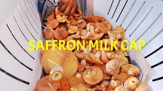 Saffron Milk Cap Mushrooms - Lactarius deliciosus - Pine Mushroom