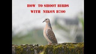 How to shoot birds with Nikon B700. Part 1.