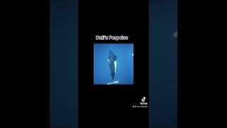 The largest porpoise in the world, The Dall’s Porpoise #dolphin #dolphins #seaanimals #ocean #animal